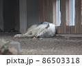 寝ているオオカミ 86503318