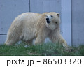 散歩するシロクマ 86503320