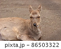 もぐもぐするエゾシカ 86503322