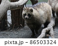エゾタヌキ 86503324