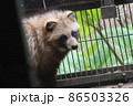 振り向くタヌキ 86503326