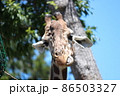 キリンの顔 86503327