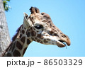 キリンの横顔 86503329