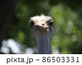 ダチョウの顔 86503331
