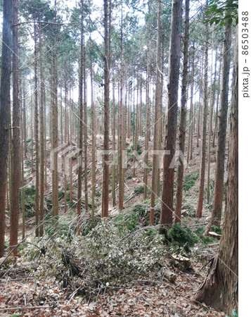伐木 86503488