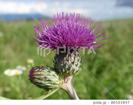 高原にポツンと咲いていた 86503847