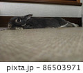 うさぎ 86503971