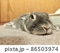 うさぎ 86503974