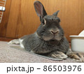 うさぎ 86503976
