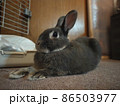 うさぎ 86503977
