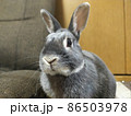 うさぎ 86503978