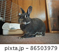 うさぎ 86503979