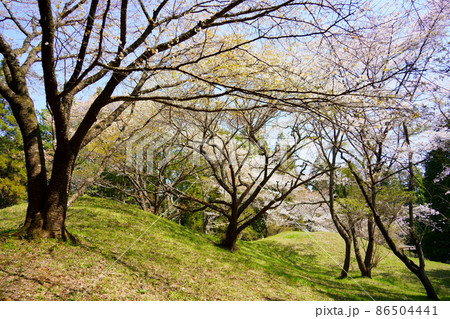 芝山古墳群・姫塚の桜（千葉県山武郡横芝光町） 86504441