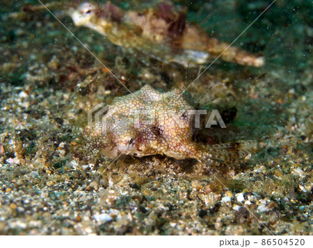 ウミテング1 86504520