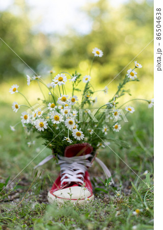 red sneakers with a bouquet of daisies in summer field. red sneakers with a bouquet of daisies in summer field. 86504638
