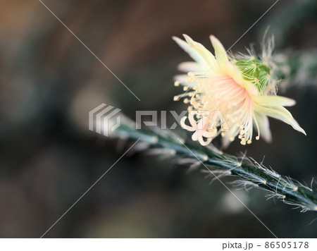 アップで撮った「リプサリス･ピロパルカ」の花 86505178