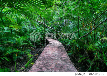 Concrete walking trail in a nature park. 86505295