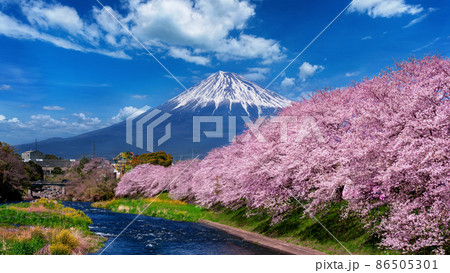 Fuji mountains and cherry blossoms in spring,Shizuoka in Japan. 86505301
