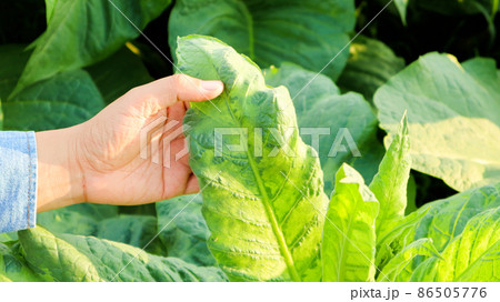 Tobacco owner is inspecting  growing of tobacco leaves by using hands in his tobacco plant in the afternoon. Soft and selective focus.Tobacco owner is inspecting  growing of tobacco leaves by using ha 86505776