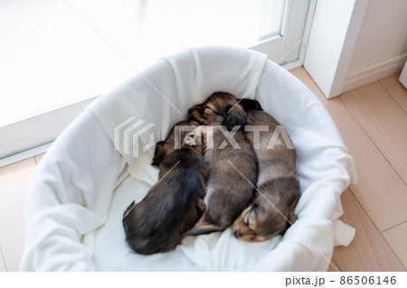 仔犬 カニンヘンダックスフンド 仔犬 カニンヘンダックスフンド 86506146