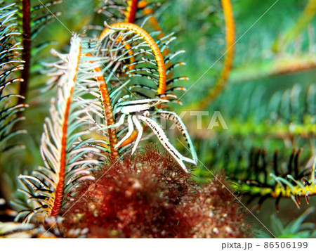 ウミシダとコマチコシオリエビ 86506199