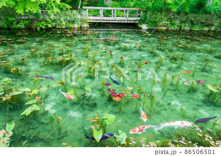岐阜県関市根道神社の名もなき池　通称モネの池 86506501
