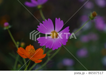 秋桜 秋桜 86507517