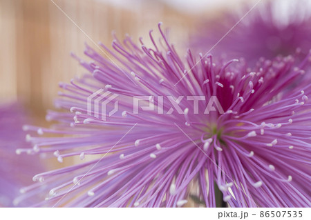 菊　キク　キクの花　キクの季節　満開の菊　日本の美 86507535