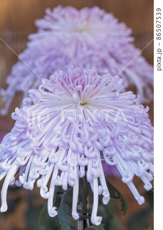 菊　キク　キクの花　キクの季節　満開の菊　日本の美 86507539