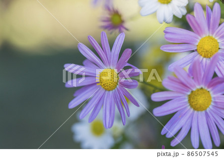 菊 キク キクの花 キクの季節 満開の菊 日本の美 菊 キク キクの花 キクの季節 満開の菊 日本の美 86507545
