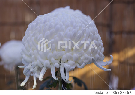 菊　キク　キクの花　キクの季節　満開の菊　日本の美 86507562