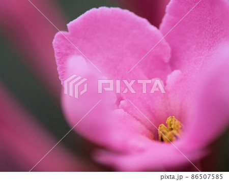 アップで撮ったルクリア「スイート・ルビー」 アップで撮ったルクリア「スイート・ルビー」 86507585