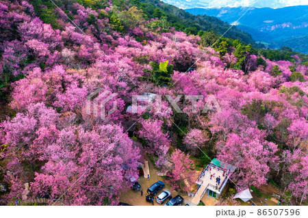 Aerial view of cherry blossom tree at Phu chi fa mountains in Chiang rai province, Thailand. Aerial view of cherry blossom tree at Phu chi fa mountains in Chiang rai province, Thailand. 86507596