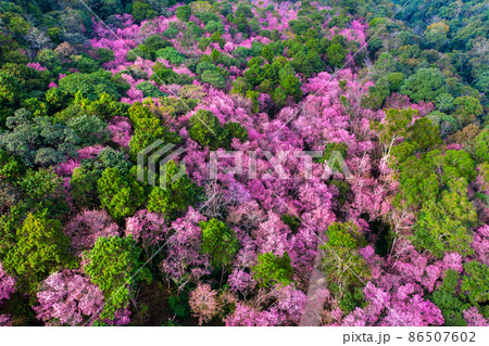 Aerial view of cherry blossom tree at Phu chi fa mountains in Chiang rai province, Thailand. Aerial view of cherry blossom tree at Phu chi fa mountains in Chiang rai province, Thailand. 86507602