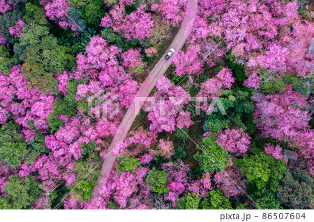 Aerial view of cherry blossom tree at Phu chi fa mountains in Chiang rai province, Thailand. 86507604