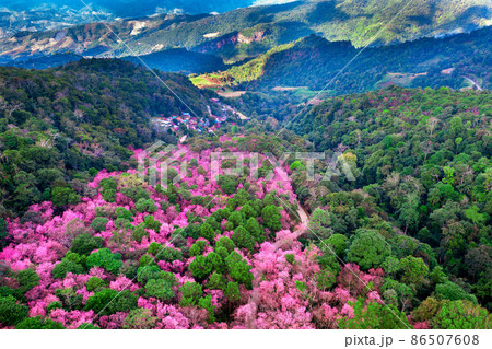 Aerial view of cherry blossom tree at Phu chi fa mountains in Chiang rai province, Thailand. Aerial view of cherry blossom tree at Phu chi fa mountains in Chiang rai province, Thailand. 86507608