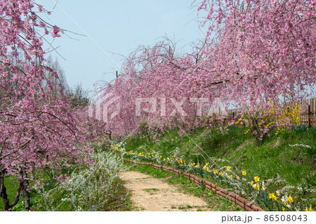世羅高原農場 さくら祭り しだれ桜の遊歩道はまさに花のシャワー 世羅高原農場 さくら祭り しだれ桜の遊歩道はまさに花のシャワー 86508043