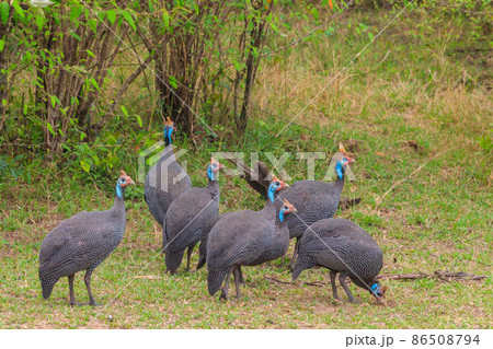 Helmeted guineafowl (Numida meleagris) on green meadow in Serengeti national park, Tanzania 86508794