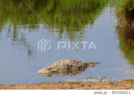 Nile Crocodile (Crocodylus niloticus) in river in Serengeti National Park, Tanzania. Wildlife of Africa 86508821