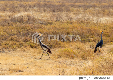 Grey crowned cranes (Balearica Regulorum) in Ngorongoro crater national park, Tanzania. Wildlife of Africa 86508838