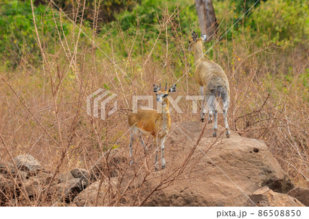 Kirk's dik-dik (Madoqua kirkii) in Lake Manyara national park, Tanzania Kirk's dik-dik (Madoqua kirkii) in Lake Manyara national park, Tanzania 86508850