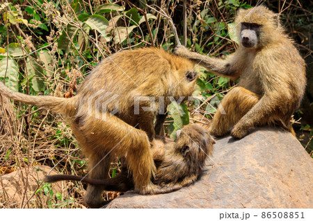 Family of olive baboons (Papio anubis), also called the Anubis baboons, on a stone in Lake Manyara National Park in Tanzania 86508851