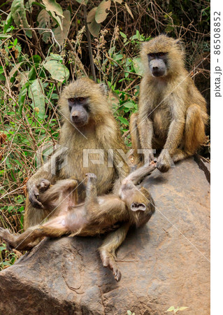 Family of olive baboons (Papio anubis), also called the Anubis baboons, on a stone in Lake Manyara National Park in Tanzania 86508852