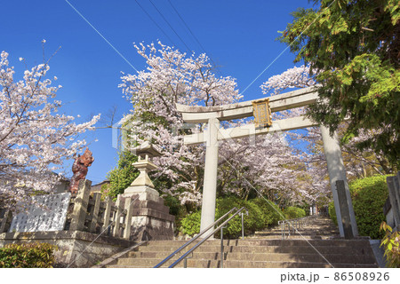 京都　春の宗忠神社　 86508926