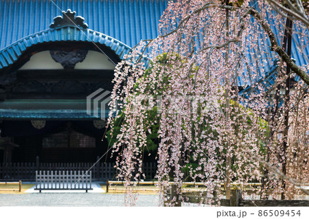 身延山のしだれ桜 身延山のしだれ桜 86509454
