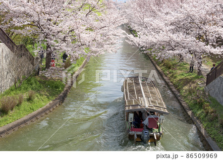 桜満開の濠川を進む伏見十石舟 86509969