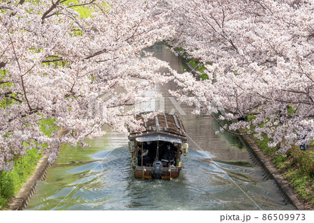 桜満開の濠川を進む伏見十石舟 86509973