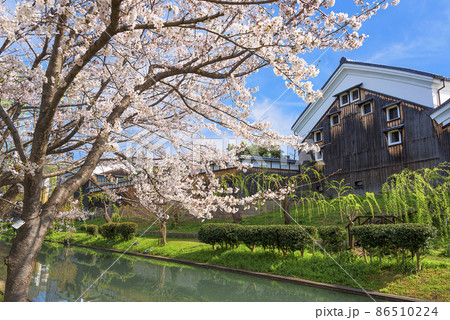 桜満開の濠川と伏見の酒蔵 86510224