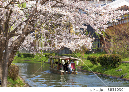 満開の桜の中、濠川を進む京都伏見の十石舟 86510304