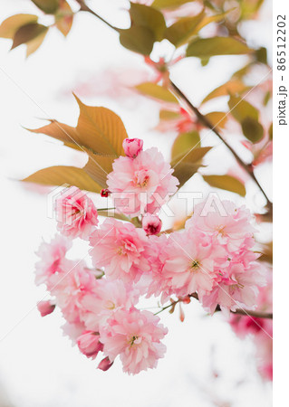 Close up of blossom Sakura pink flowers. Bokeh blurred background. Easter Sunny banner. Beautiful nature scene with blooming tree, womans Day Close up of blossom Sakura pink flowers. Bokeh blurred background. Easter Sunny banner. Beautiful nature scene with blooming tree, womans Day 86512202